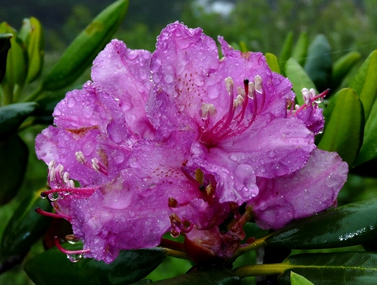 {Rhododendron catawbiense}